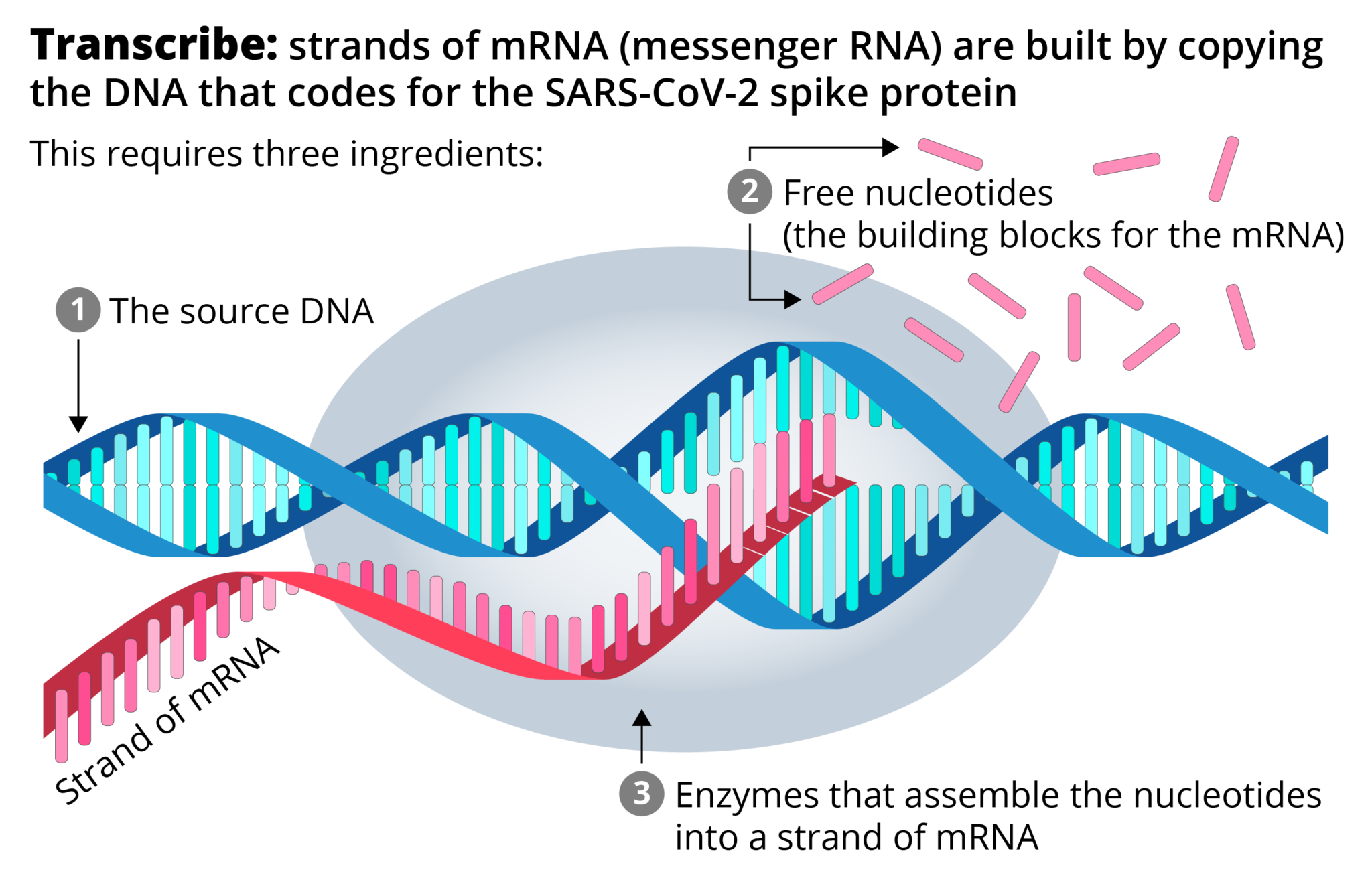 the process whereby messenger rna is made from a dna template is