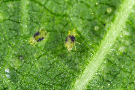 In the pipeline: Two-spotted spider mite