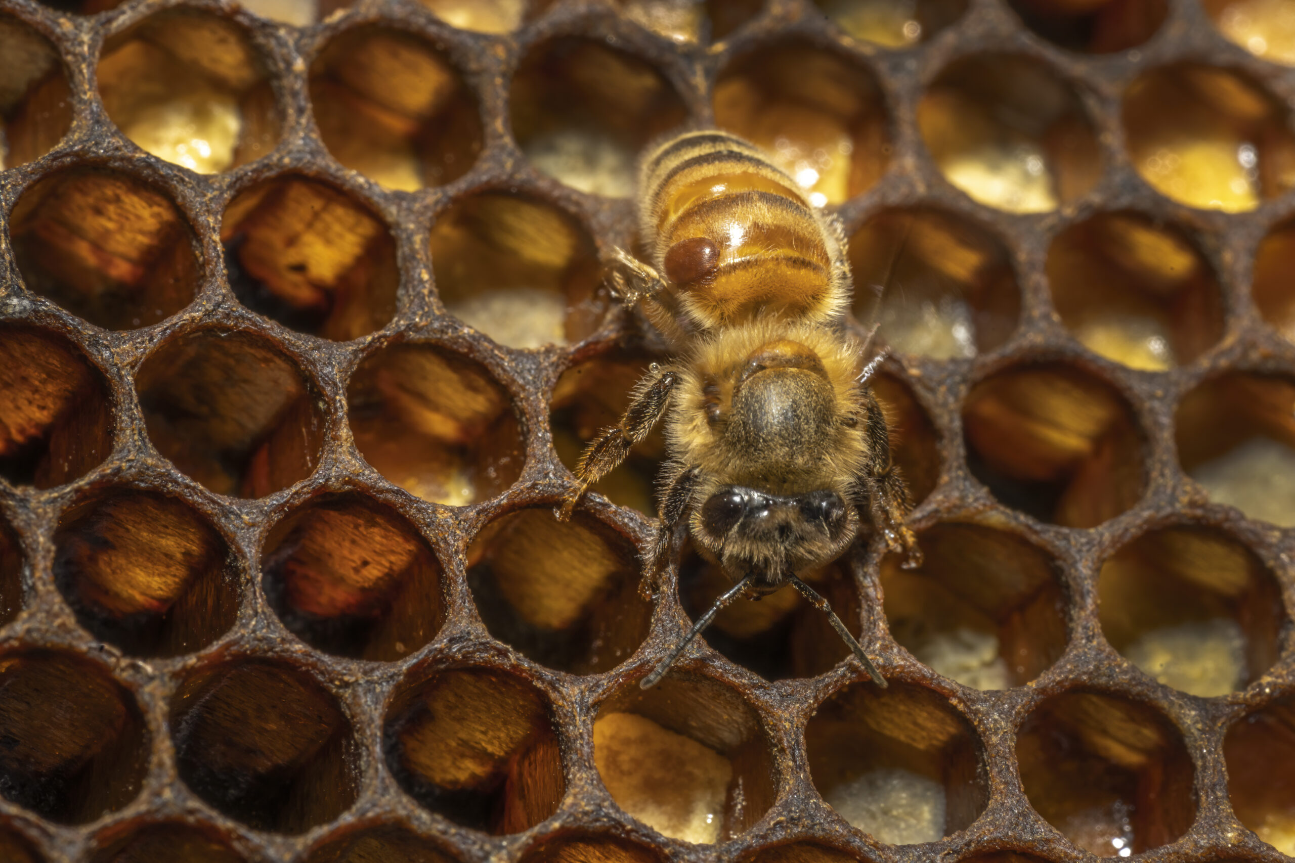a bee walks on a honeycomb with a varroa mite on its back