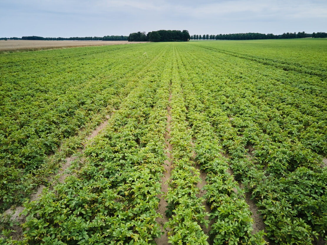 wide shot of German potato fields