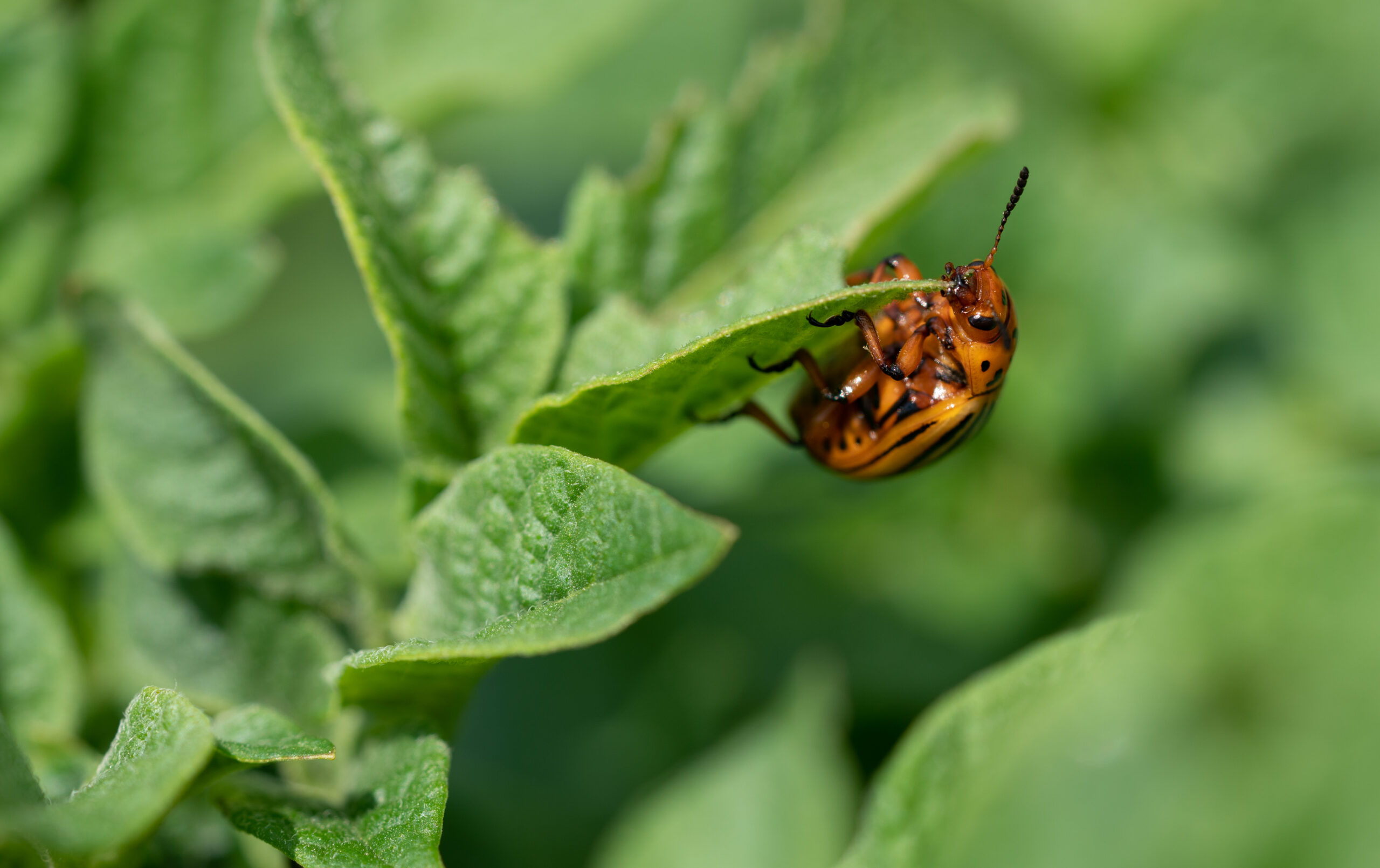 a potato beetle shows its understide while chewing on a leaf