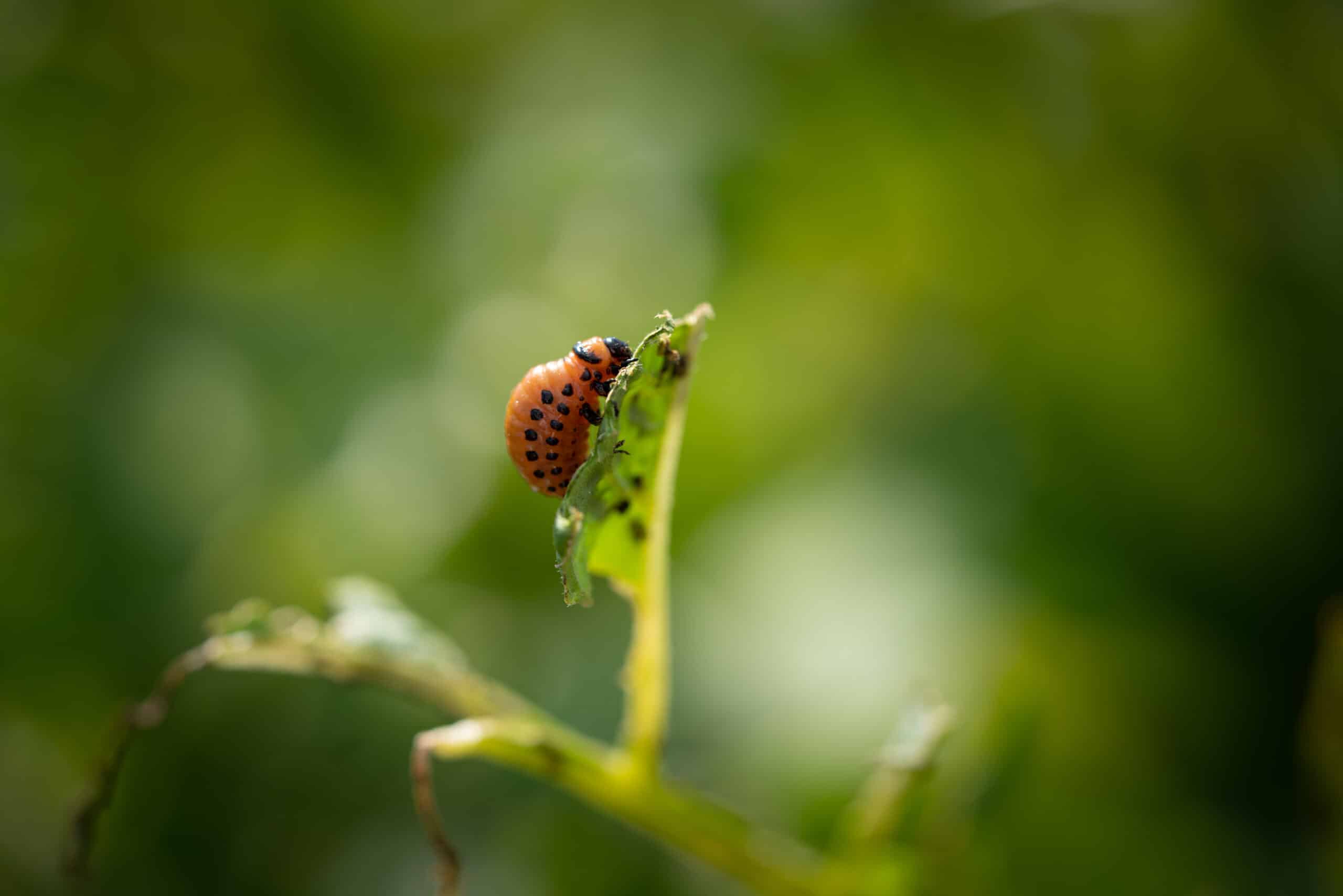 a tiny potato beetle perches on a leaf