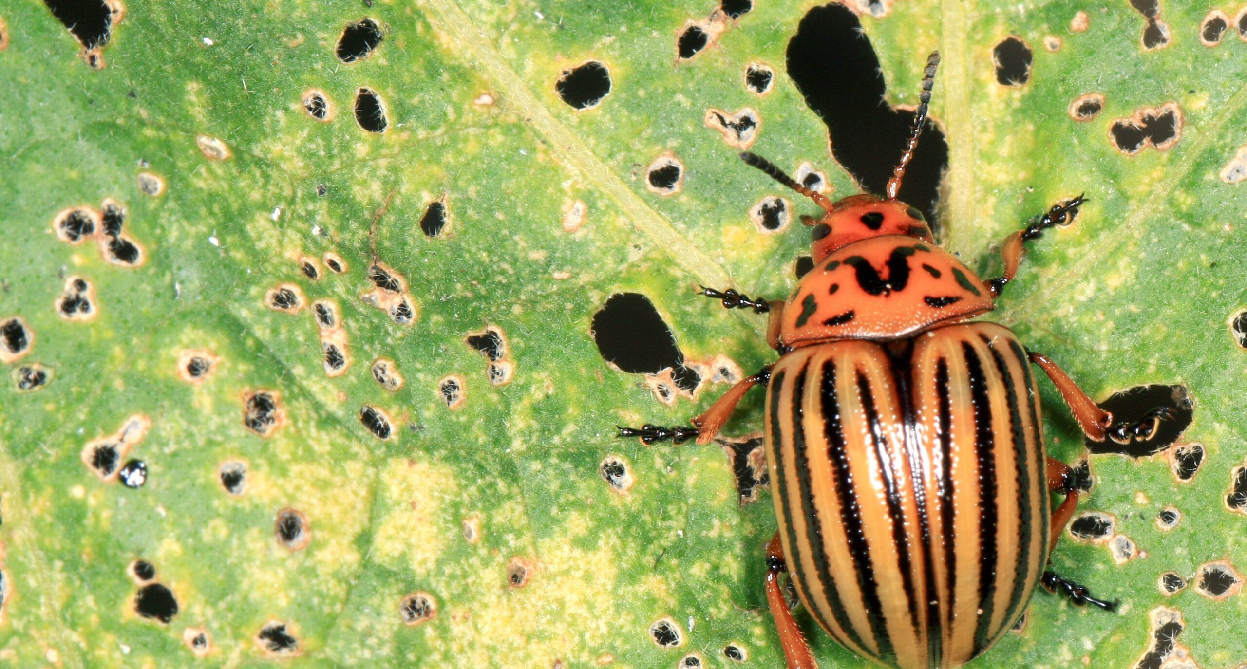 a colorado potato beetle sits on a leaf