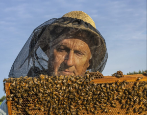 a man looks over a slat of honeycomb