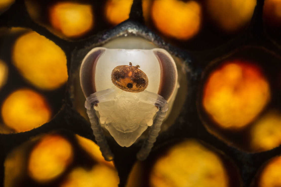 GreenLight’s honeybee-saving RNA solution named finalist in World Changing Ideas Award