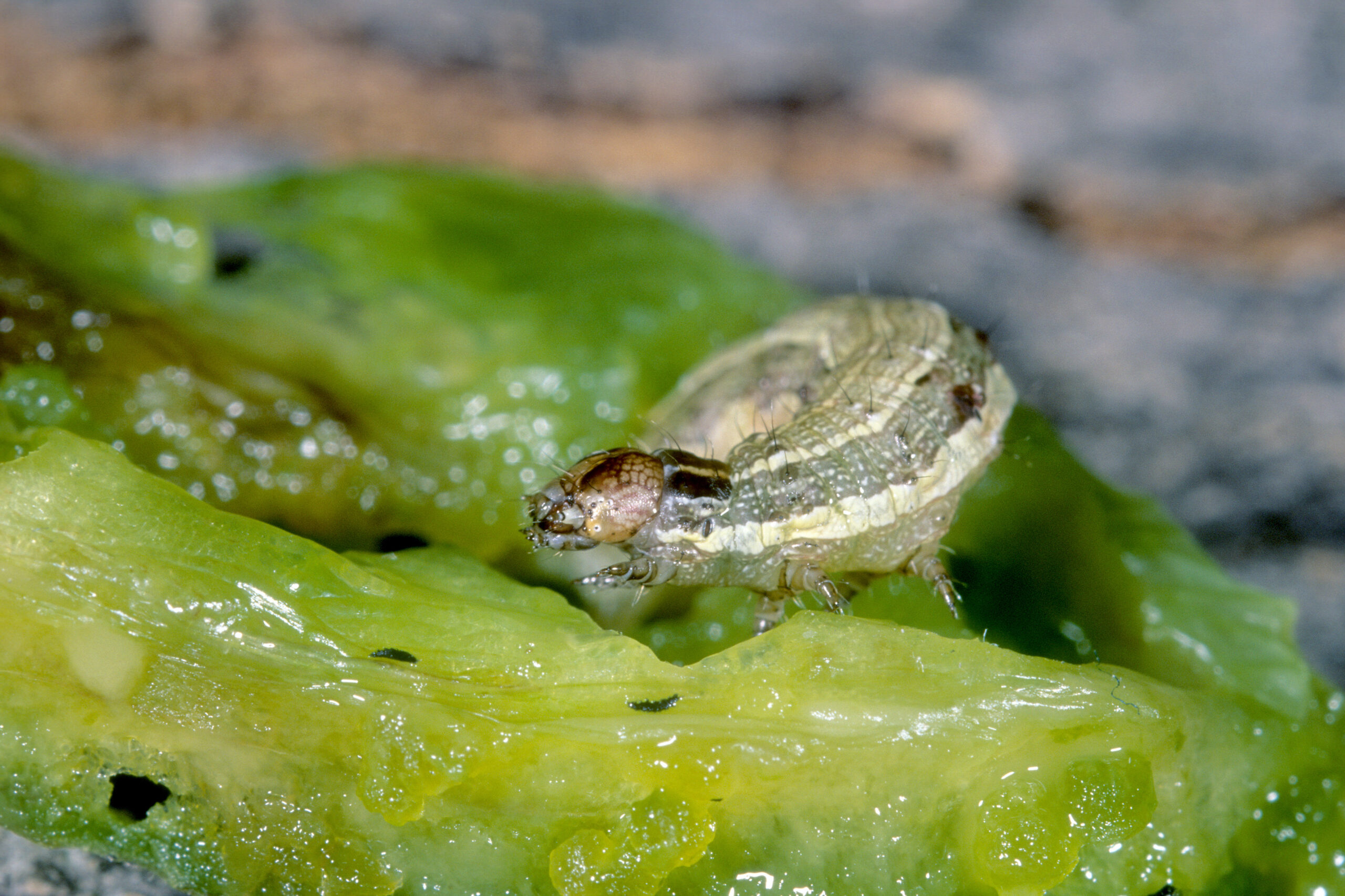 close up of fall armyworm on leaf
