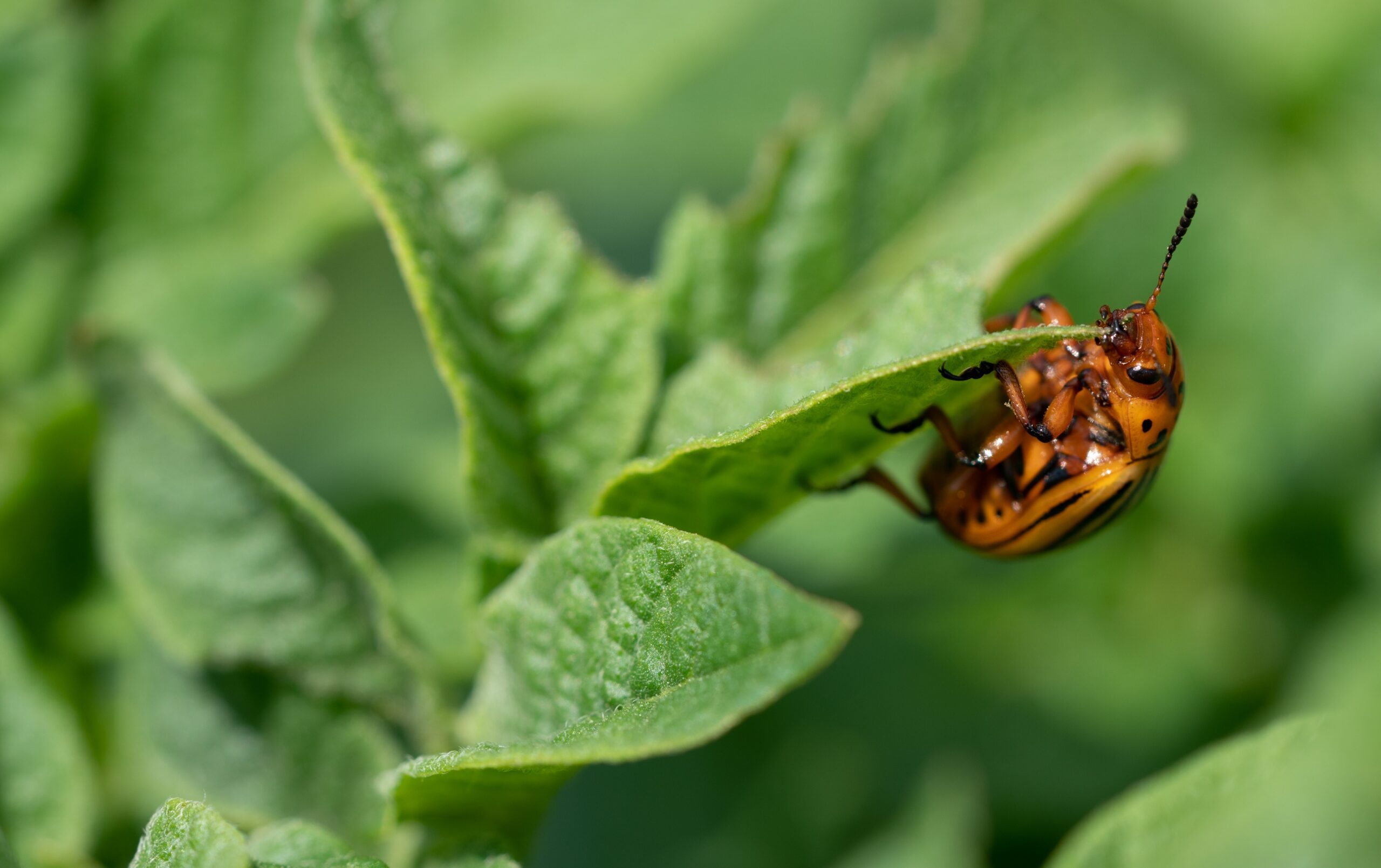 Close-up of a Colorado potato beetle on a potato leaf